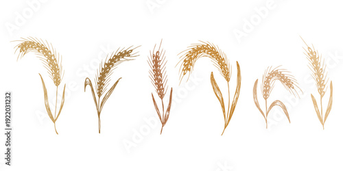 Set of hand drawn cereal wheat oat rye barley rice ears spikelet clipart Organic wheat bread agriculture farming harvest healthy food Single element for design print packaging label decor