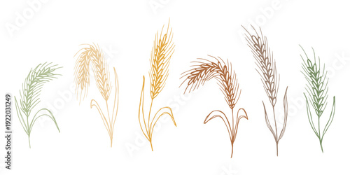 Set of hand drawn cereal wheat oat rye barley rice ears spikelet clipart Organic wheat bread agriculture farming harvest healthy food Single element for design print packaging label decor