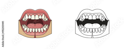 Open human mouth with teeth and tongue in colored and line art styles showing dental structure on white background representing dentistry and oral hygiene education