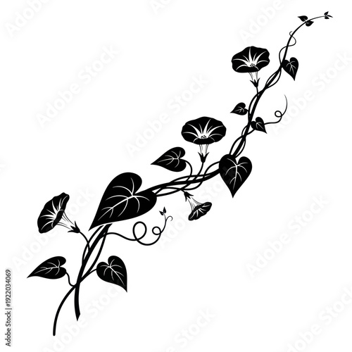 Black Silhouette of Morning Glory Vine with Flowers and Leaves