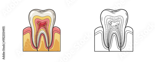 Anatomical cross section of human tooth in gum in colored and line art styles showing enamel and pulp on white background used for dentistry and medical study
