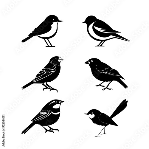 Wallpaper Mural Collection of different kinds of birds on white background  Torontodigital.ca