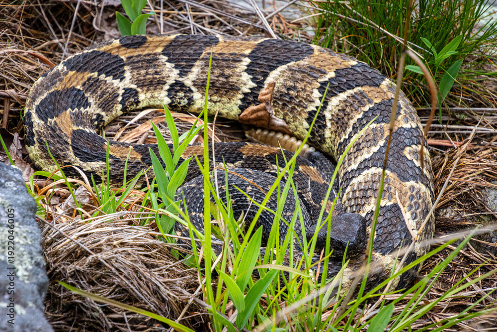 Fototapeta premium beautiful timber rattlesnake with triangle head in a clearing close-up