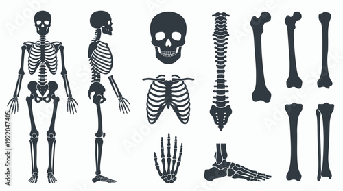 Human skeleton anatomy silhouettes collection featuring full body views, skull, rib cage, spine and various bone structures, concept for medical education, healthcare infographics and surgery clinic