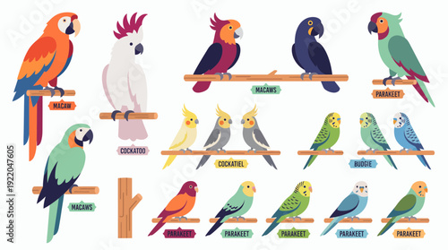 Collection of various colorful tropical parrot species including macaws cockatoos and parakeets sitting on wooden perches, concept for educational infographics, pet store branding and posters