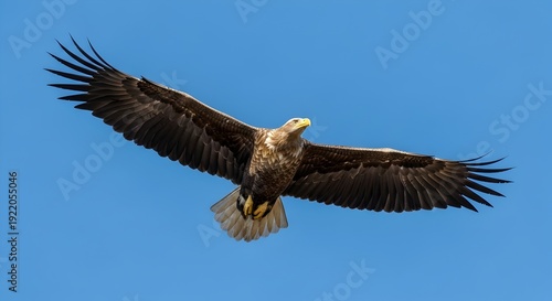 Magnificent white tailed sea eagle with massive wingspan soaring high against a vibrant clear blue sky background