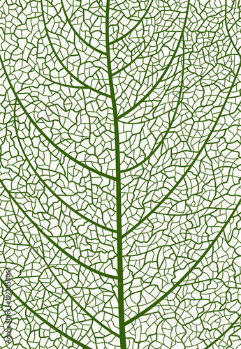 Closeup green tree leaf veins pattern, vector textured background of cells. Vector green tree leaf organic texture. Science or eco environment bg, textile print. Macro view of green natural leaves