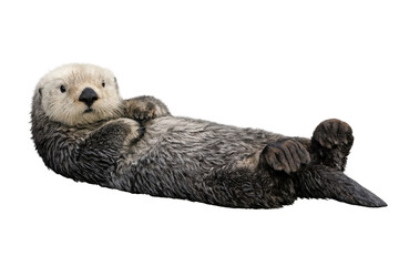 Sea otter floating on back with transparent background