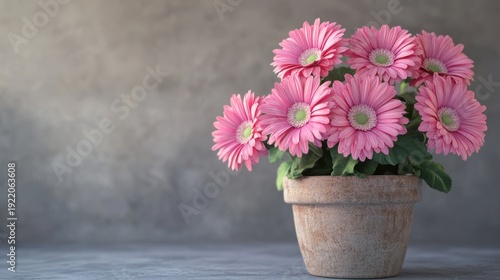 Pink gerbera daisies in a clay plant on a gray surface