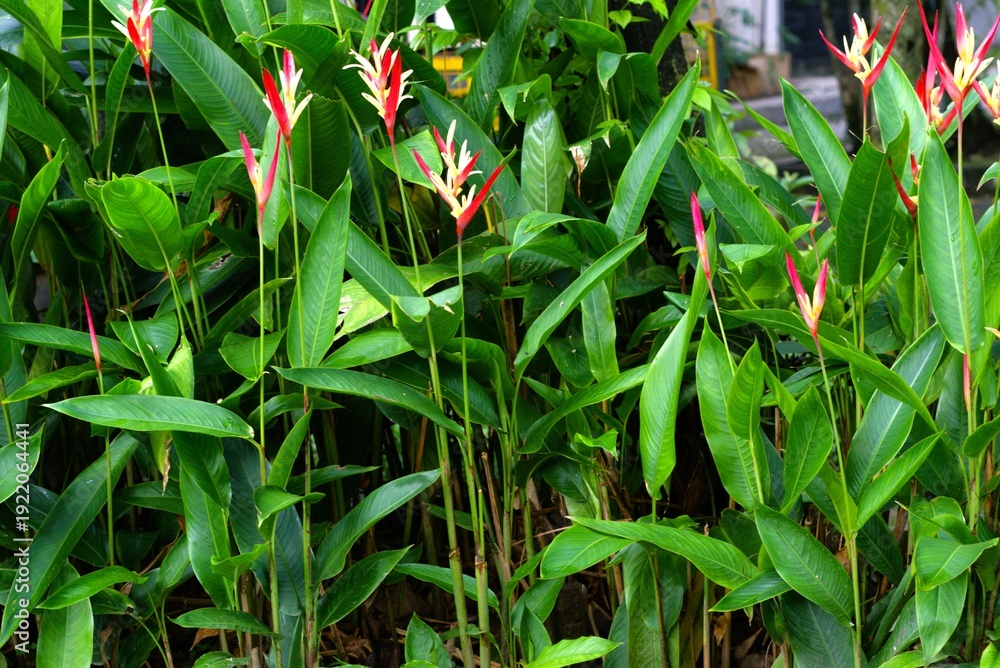 Obraz premium vibrant red and yellow heliconia psittacorum flowers in a lush tropical garden