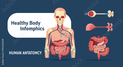 Detailed human anatomy illustration with internal organs and skeletal system