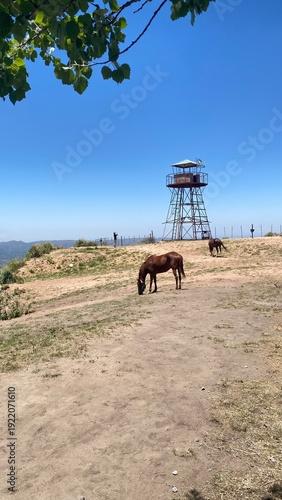 A brown horse grazes on a hilltop in rural Córdoba, Argentina. In the background, a metal observation tower stands against a deep blue, cloudless sky, capturing the essence of the Argentine countrysid