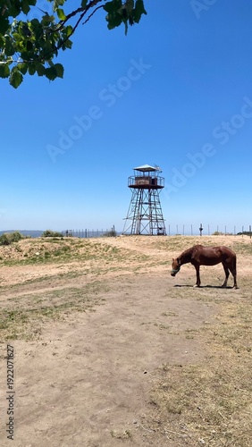 A brown horse grazes on a hilltop in rural Córdoba, Argentina. In the background, a metal observation tower stands against a deep blue, cloudless sky, capturing the essence of the Argentine countrysid