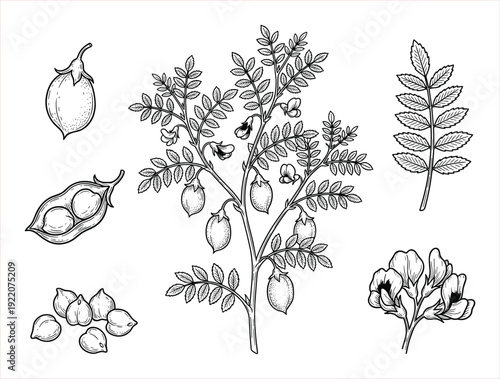 Detailed botanical illustration of a chickpea plant, showing pods, seeds, and flowering branches