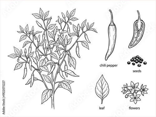 Detailed botanical illustration of a chili pepper plant with fruit, leaves, flowers, and seeds