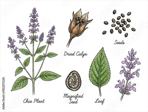 Botanical illustration of the chia plant, depicting its flowers, dried calyx, magnified seed, and edible seeds.