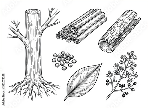 Detailed Botanical Illustration of Cinnamon Tree, Bark, Sticks, Leaves, Berries, and Seeds