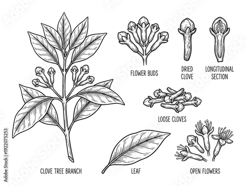 Botanical illustration of clove tree branch, leaf, flower buds, loose cloves, open flowers, and dried spice