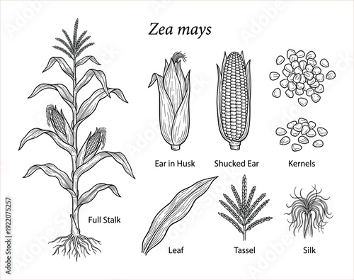 Detailed Botanical Illustration of Zea Mays: Full Stalk, Ear, Kernels, Leaf, Tassel, and Silk