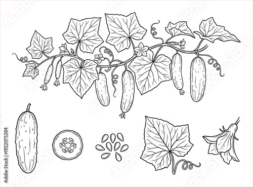 Detailed botanical illustration of cucumber vine with leaves, fruit, flowers, and seeds, isolated on white