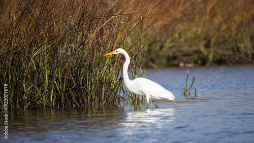 A great egret standing in shallow water in the estuary.