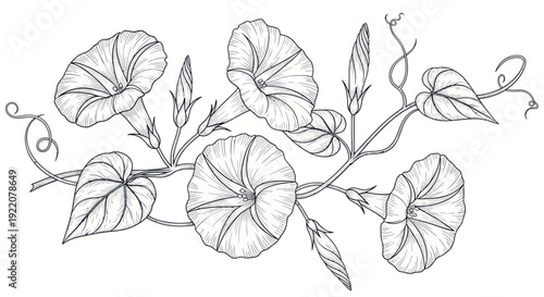 Black and White Illustration of Morning Glory Flowers and Vines