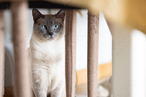 Gato siamês de olhos azuis a espreitar por entre as cadeiras