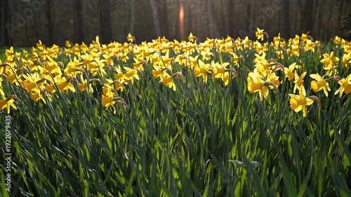 high quality 4k video sunny meadow full bright daffodils gently blowing breeze representing joy springtime freshness floral beauty