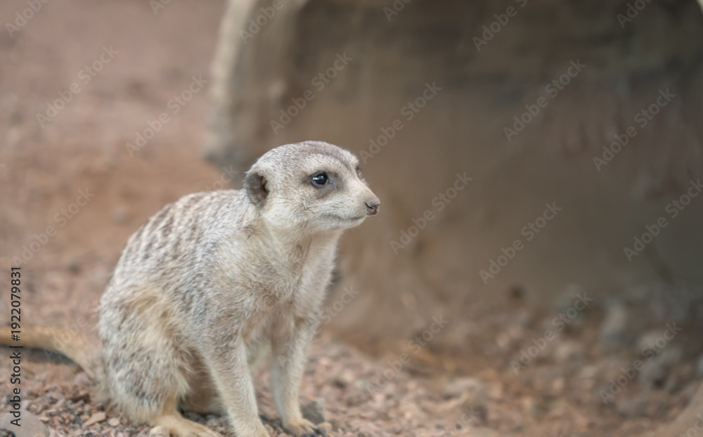 Fototapeta premium Meerkat sits on ground in desert habitat during daytime near burrow in wildlife park or zoo setting
