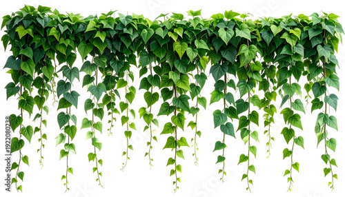 Lush green vines with heart-shaped leaves cascade downward against a black backdrop