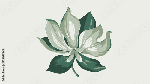 Magnolia Flower Illustration