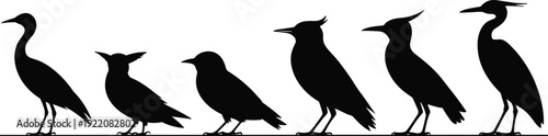 Perched bird silhouettes row collection crow raven heron black shadow wildlife set isolated on white background illustration