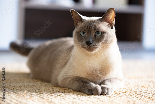Gata siamês de olhos azuis relaxado deitado dentro de casa sobre um tapete. Retrato de um animal de estimação.