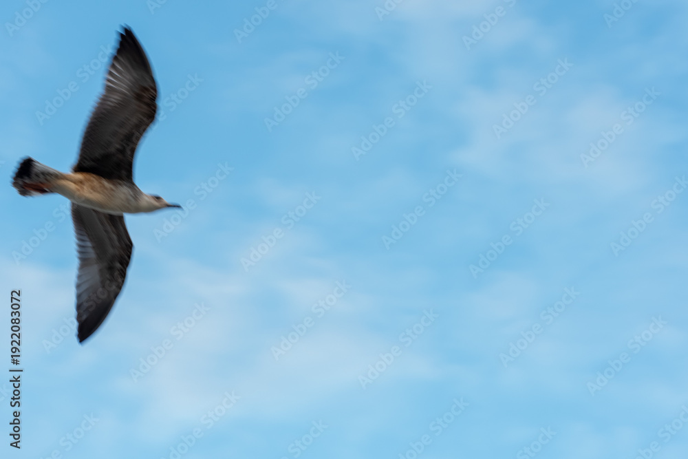 Fototapeta premium Wild seagull soaring with wings spread wide against bright blue cloudy sky over adriatic sea on summer day. Concept of freedom, wildlife nature and coastal bird life in Mediterranean.