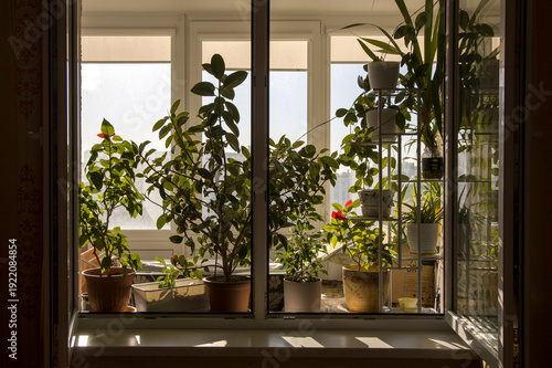 Sunlight streaming through a window highlights lush indoor plants