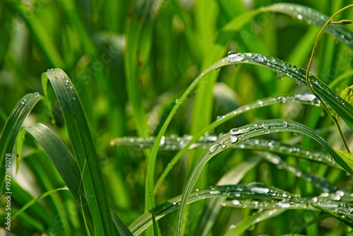 Fotografie Sharp grass blades with sparkling dew, ideal for eco, wellness, and environmental visuals