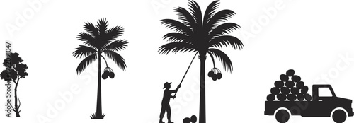 Coconut harvesting silhouettes, tropical palm trees and farmer collecting coconuts with pickup truck, agriculture rural farming concept illustration