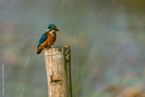 Tableau sur toile common  Kingfisher siting on a post fishing