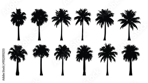 A group of palm tree silhouettes on a white background isolated on white background, Vector
