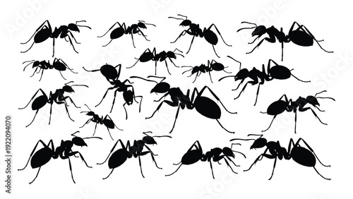 A group of black ants on a white background isolated on white background, Vector