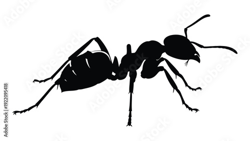 A black silhouette of an ant on a white background isolated on white background, Vector