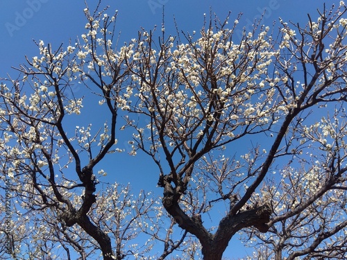 Wallpaper Mural 早春に咲く白梅の花と青空 Torontodigital.ca