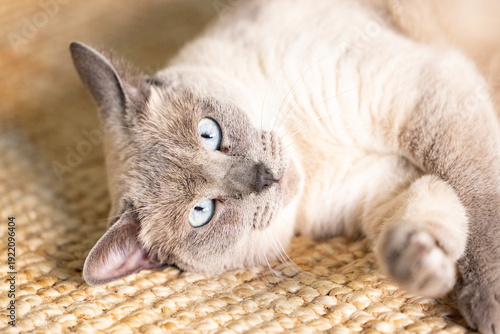 Gato siamês de olhos azuis relaxado deitado num tapete entrançado sob luz natural suave.