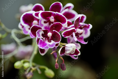 Purple phalaenopsis orchid flowers blooming with white edges
