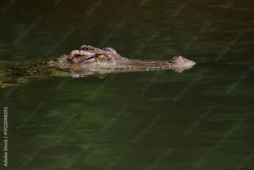 Fototapeta premium The crocodile is show head in the river