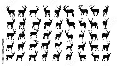A collection of black silhouettes of deer in various poses isolated on white background, Vector
