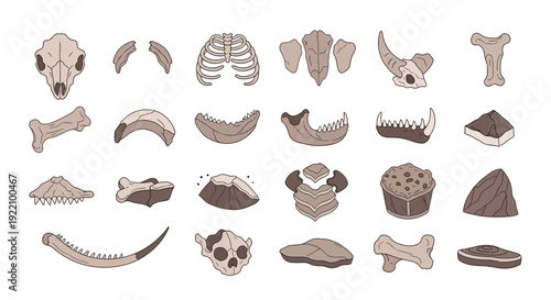 Collection of Human Bones and Fossils.