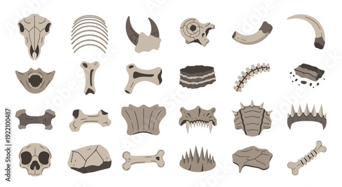 Collection of Various 3D Rendered Bones.