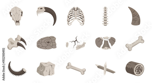 Collection of Various Animal Bones and Claws.