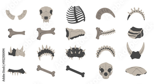 Collection of Various Animal Bones and Skulls.